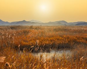 Preview wallpaper swamp, mountains, reeds, sunset, landscape