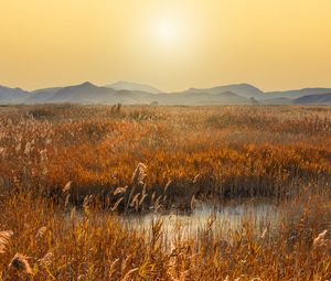 Preview wallpaper swamp, mountains, reeds, sunset, landscape