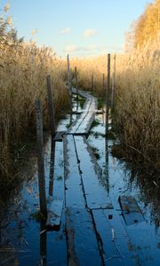 Preview wallpaper swamp, path, reeds, nature