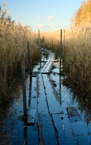 Preview wallpaper swamp, path, reeds, nature