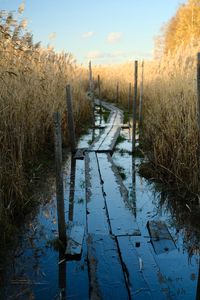 Preview wallpaper swamp, path, reeds, nature