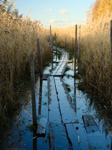 Preview wallpaper swamp, path, reeds, nature