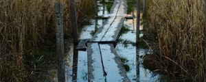 Preview wallpaper swamp, path, reeds, nature