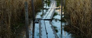 Preview wallpaper swamp, path, reeds, nature