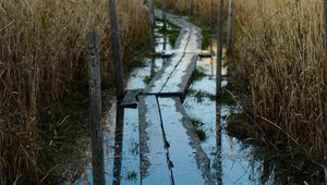 Preview wallpaper swamp, path, reeds, nature