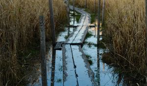 Preview wallpaper swamp, path, reeds, nature