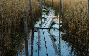 Preview wallpaper swamp, path, reeds, nature