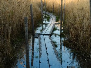 Preview wallpaper swamp, path, reeds, nature