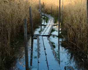 Preview wallpaper swamp, path, reeds, nature