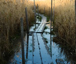 Preview wallpaper swamp, path, reeds, nature