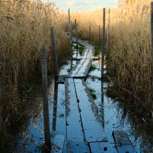 Preview wallpaper swamp, path, reeds, nature