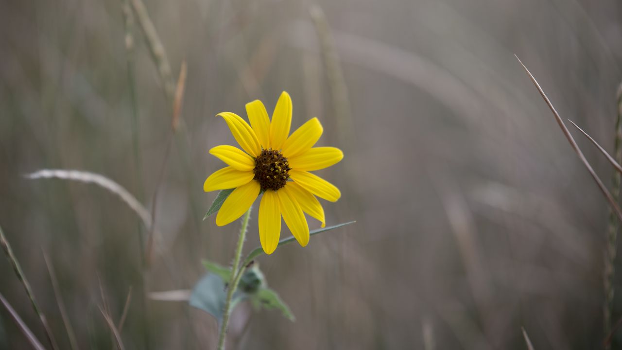 Wallpaper swamp sunflower, flower, petals, blur