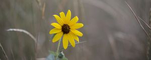 Preview wallpaper swamp sunflower, flower, petals, blur