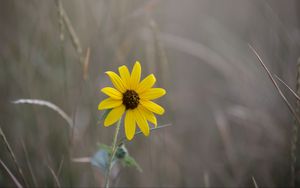 Preview wallpaper swamp sunflower, flower, petals, blur