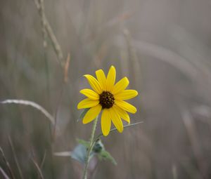 Preview wallpaper swamp sunflower, flower, petals, blur