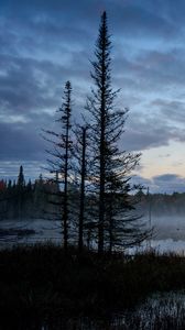 Preview wallpaper swamp, trees, fog, forest