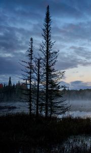 Preview wallpaper swamp, trees, fog, forest