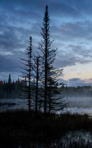 Preview wallpaper swamp, trees, fog, forest