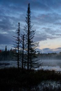 Preview wallpaper swamp, trees, fog, forest