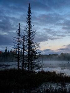 Preview wallpaper swamp, trees, fog, forest