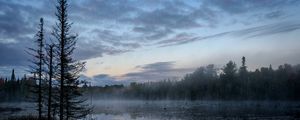 Preview wallpaper swamp, trees, fog, forest