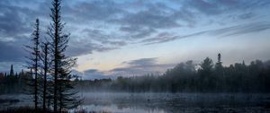 Preview wallpaper swamp, trees, fog, forest