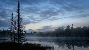 Preview wallpaper swamp, trees, fog, forest