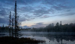 Preview wallpaper swamp, trees, fog, forest