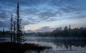 Preview wallpaper swamp, trees, fog, forest