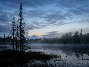 Preview wallpaper swamp, trees, fog, forest