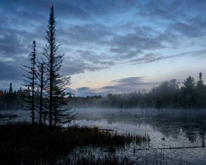 Preview wallpaper swamp, trees, fog, forest