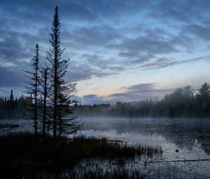 Preview wallpaper swamp, trees, fog, forest