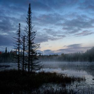 Preview wallpaper swamp, trees, fog, forest