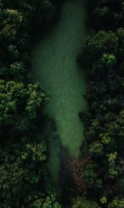 Preview wallpaper swamp, trees, forest, aerial view