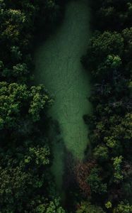 Preview wallpaper swamp, trees, forest, aerial view