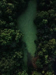 Preview wallpaper swamp, trees, forest, aerial view