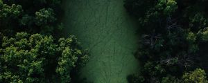 Preview wallpaper swamp, trees, forest, aerial view