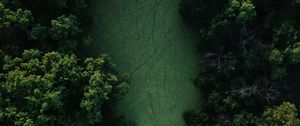 Preview wallpaper swamp, trees, forest, aerial view