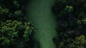 Preview wallpaper swamp, trees, forest, aerial view