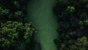 Preview wallpaper swamp, trees, forest, aerial view