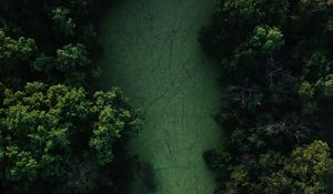 Preview wallpaper swamp, trees, forest, aerial view