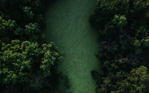 Preview wallpaper swamp, trees, forest, aerial view