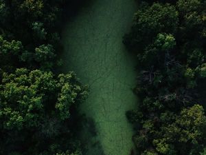 Preview wallpaper swamp, trees, forest, aerial view