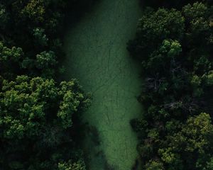 Preview wallpaper swamp, trees, forest, aerial view