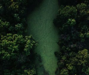 Preview wallpaper swamp, trees, forest, aerial view