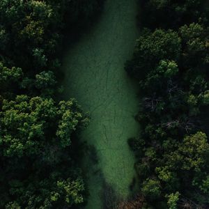 Preview wallpaper swamp, trees, forest, aerial view