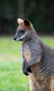 Preview wallpaper swamp wallaby, animal, wildlife, blur