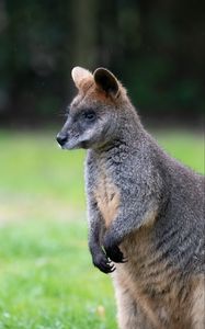 Preview wallpaper swamp wallaby, animal, wildlife, blur