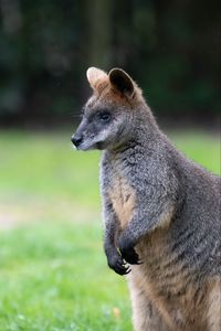 Preview wallpaper swamp wallaby, animal, wildlife, blur