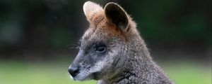 Preview wallpaper swamp wallaby, animal, wildlife, blur